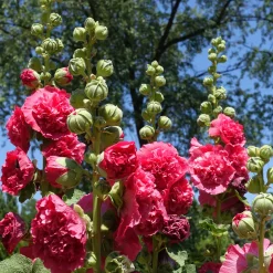 Rose trémière double Rouge - Un mur de fleurs rouges