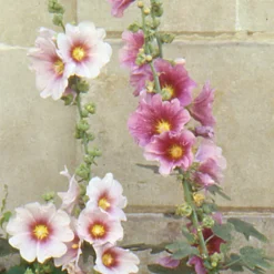 Rose trémière à feuilles de figuier - Un mur de fleurs sans effort