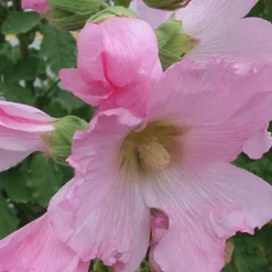 Rose trémière à feuilles de figuier - Un mur de fleurs sans effort