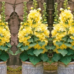 Rose trémière naine jaune - Des roses trémières sans tuteur