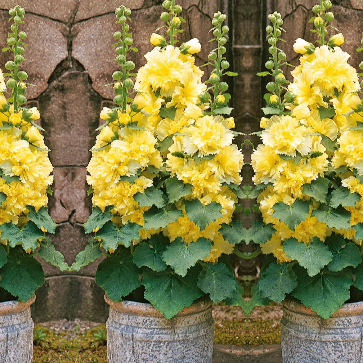 Rose trémière naine jaune - Des roses trémières sans tuteur