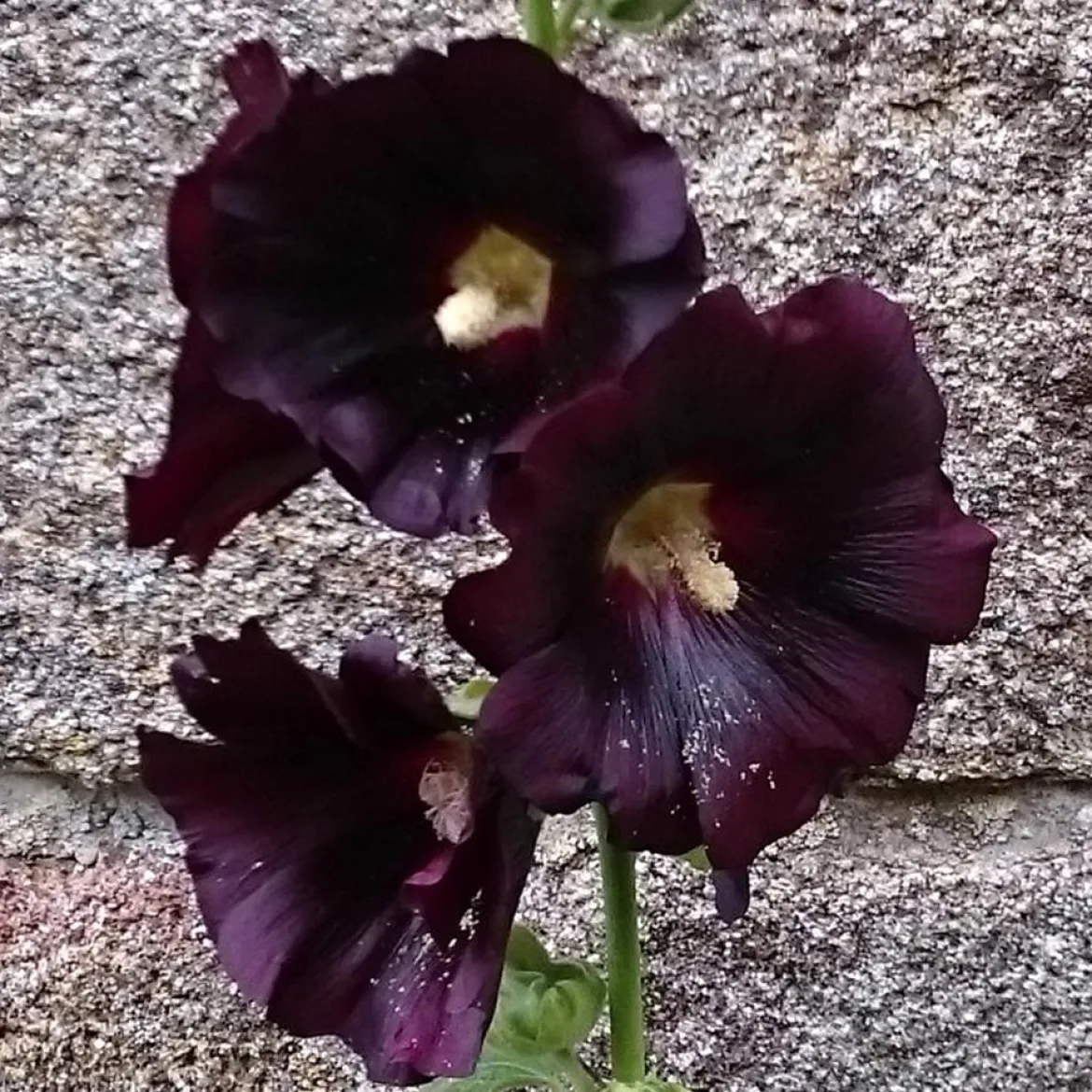 Rose trémière noire - La star noire du jardin