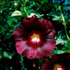 Rose Trémière simple noir Jet Black - Le noir qui fait sensation