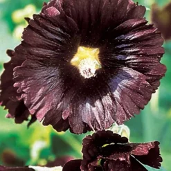 Rose Trémière simple noir Jet Black - Le noir qui fait sensation