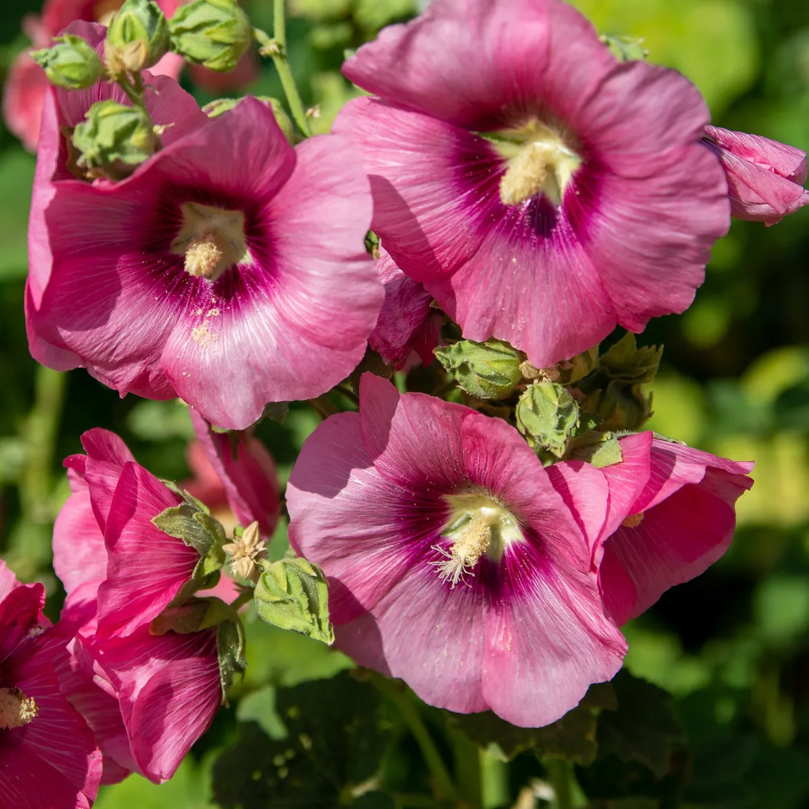 Rose trémière Simplex - Des fleurs jusqu'à 2,50 m