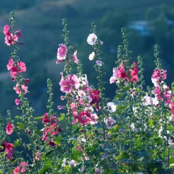Rose trémière Simplex - Des fleurs jusqu'à 2,50 m