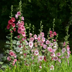 Rose trémière Simplex - Des fleurs jusqu'à 2,50 m