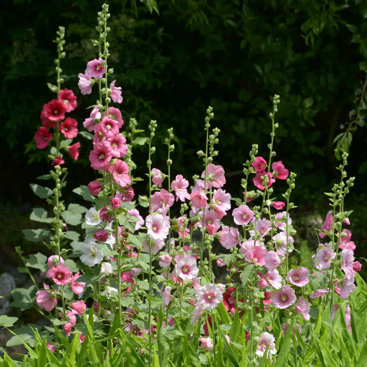 Rose trémière Simplex - Des fleurs jusqu'à 2,50 m