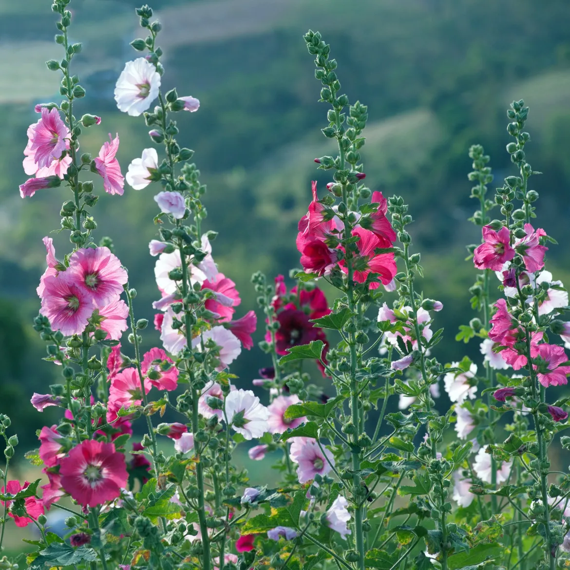 Rose trémière Simplex - Des fleurs jusqu'à 2,50 m