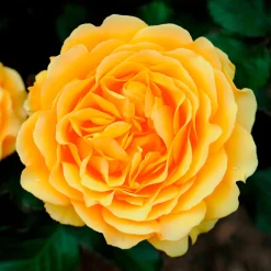 Rosier Amber Queen ® - Ambre parfumé tout l'été
