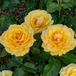 Rosier Amber Queen ® - Ambre parfumé tout l'été