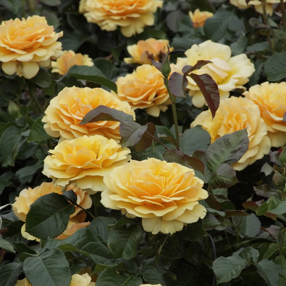 Rosier Amber Queen ® - Ambre parfumé tout l'été