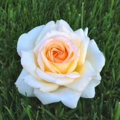 Rosier Anastasia® - Un blanc pur qui parfume