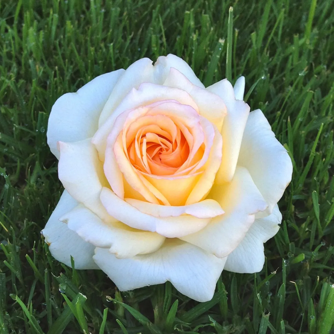 Rosier Anastasia® - Un blanc pur qui parfume