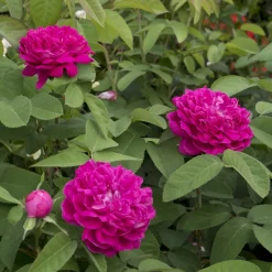 Rosier ancien Rose de Rescht - Parfum de rose garanti