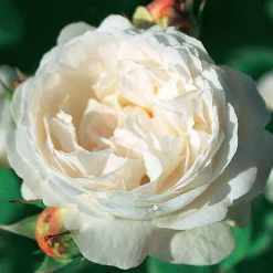 Rosier anglais Ausgreen's winner ® - Roses blanches tout l'été