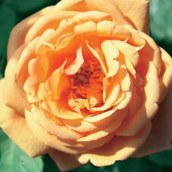 Rosier anglais Charlie Ausgreen ® - Un parfum orange tout l'été