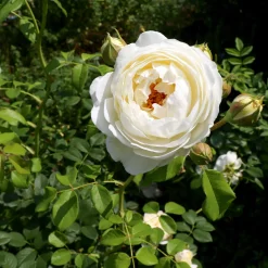 Rosier anglais Claire Austin® - Le parfum blanc crème star