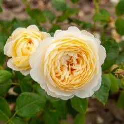 Rosier anglais Claire Austin® - Le parfum blanc crème star