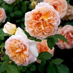 Rosier anglais grimpant Bathsheba® Auschimbley - Un mur de roses parfumées