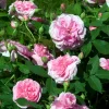 Rosier anglais grimpant Gertrude Jekyll® Ausbord - Un mur de roses parfumées
