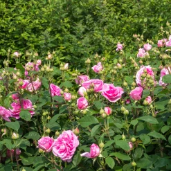 Rosier anglais grimpant Gertrude Jekyll® Ausbord - Un mur de roses parfumées