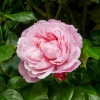 Rosier anglais grimpant The Generous Gardener® Ausdrawn - Une façade fleurie tout l'été