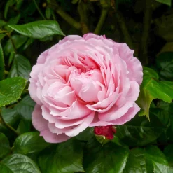 Rosier anglais grimpant The Generous Gardener® Ausdrawn - Une façade fleurie tout l'été