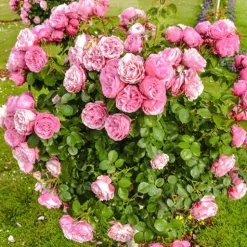 Rosier anglais Her's Ausgreen ® - Des roses parfumées tout l'été