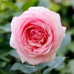 Rosier anglais Her's Ausgreen ® - Des roses parfumées tout l'été