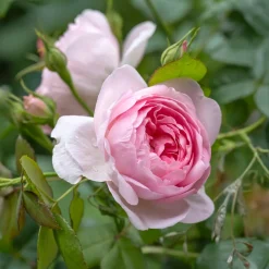 Rosier anglais Her's Ausgreen ® - Des roses parfumées tout l'été