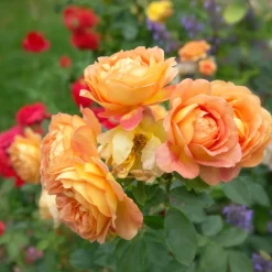 Rosier anglais Lady of Shalott - Un rosier orange inratable