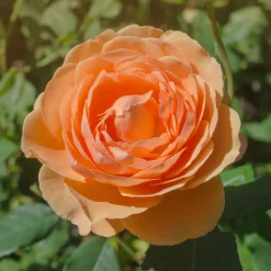 Rosier anglais Lady of Shalott - Un rosier orange inratable