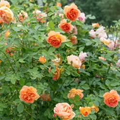Rosier anglais Lady of Shalott - Un rosier orange inratable