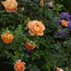 Rosier anglais Lady of Shalott - Un rosier orange inratable