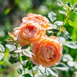 Rosier anglais Lady of Shalott - Un rosier orange inratable