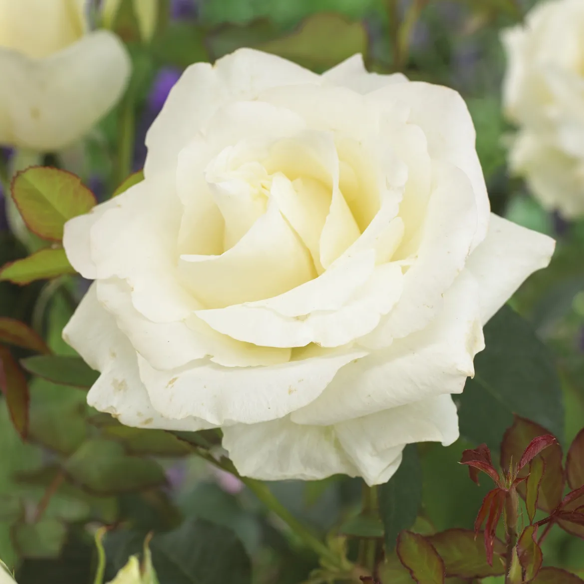 Rosier Annapurna ® - Le blanc pur qui parfume tout