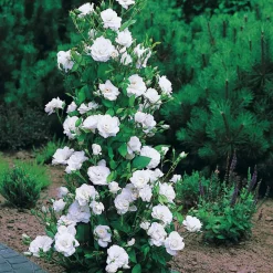 Rosier arbuste Korbin - Roses blanches tout l'été