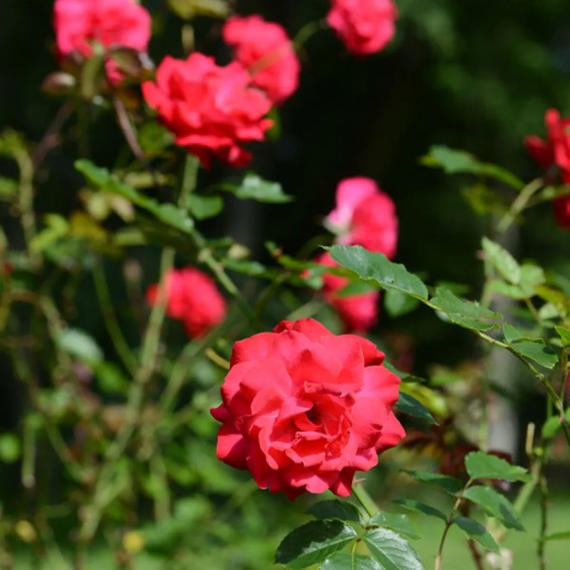 Rosier arbuste Shalom ® - Rouge éclatant tout l'été