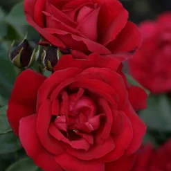 Rosier arbuste Shalom ® - Rouge éclatant tout l'été