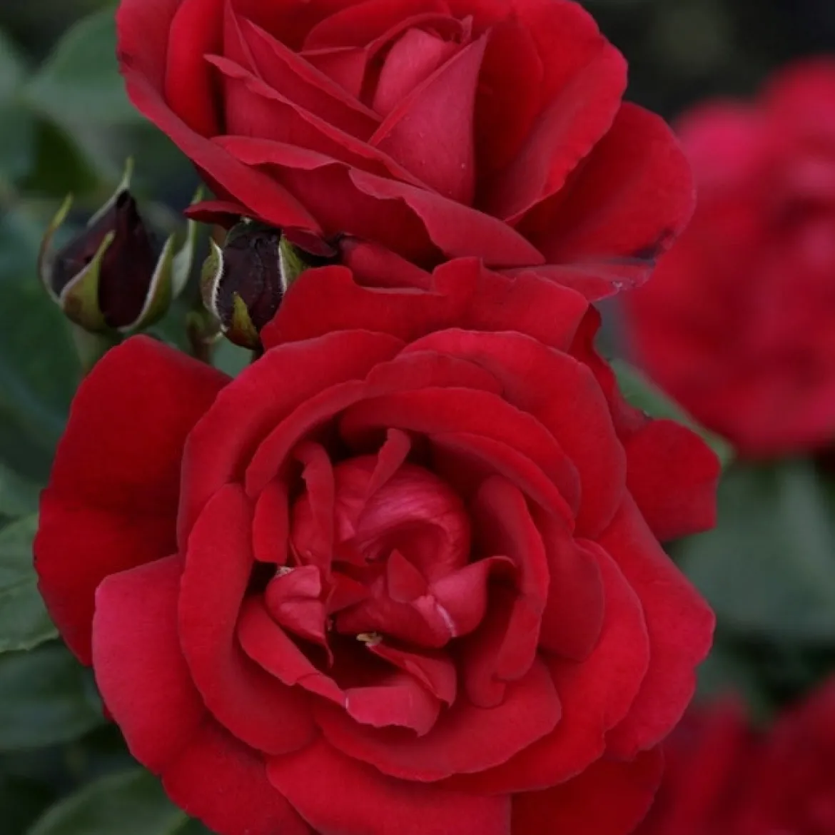 Rosier arbuste Shalom ® - Rouge éclatant tout l'été
