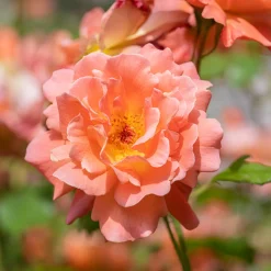 Rosier arbuste Westerland - Un mur de roses orange