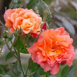 Rosier arbuste Westerland - Un mur de roses orange