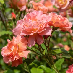 Rosier arbuste Westerland - Un mur de roses orange