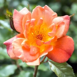 Rosier arbuste Westerland - Un mur de roses orange