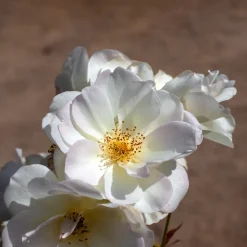 Rosier arbustif Pénélope - Roses parfumées tout l'été
