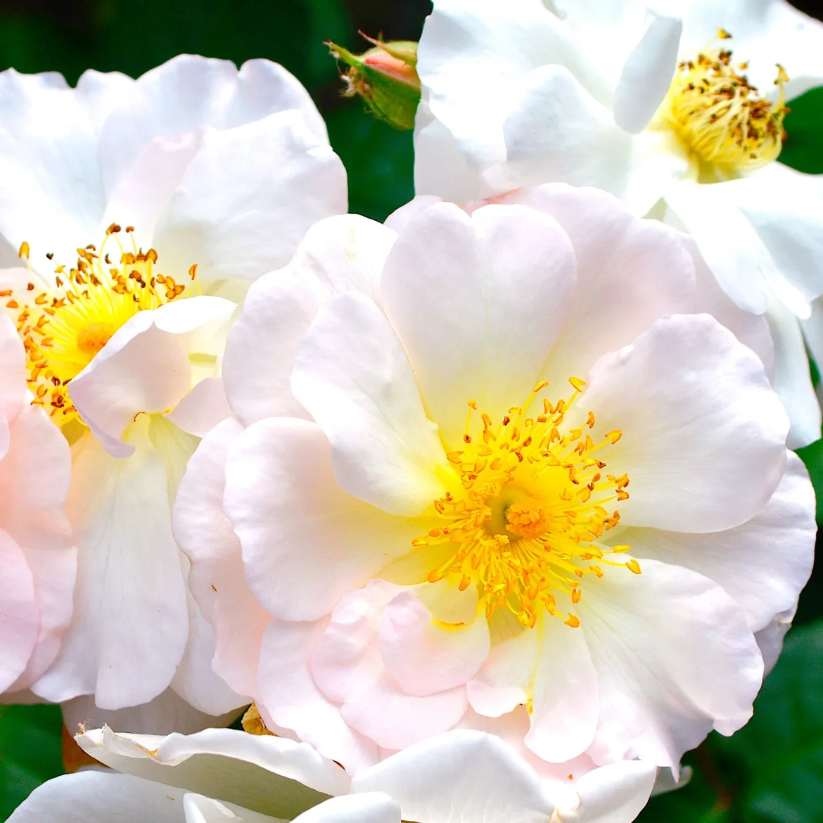 Rosier arbustif Pénélope - Roses parfumées tout l'été