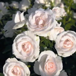 Rosier Aspirin Rose ® - Fleuri sans effort tout l'été