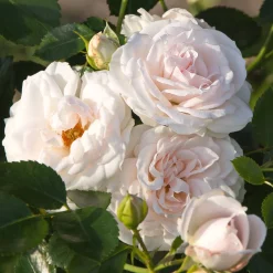 Rosier Aspirin Rose ® - Fleuri sans effort tout l'été