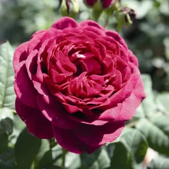 Rosier Astrid Gräfin von Hardenberg ® - Un rouge velours très parfumé